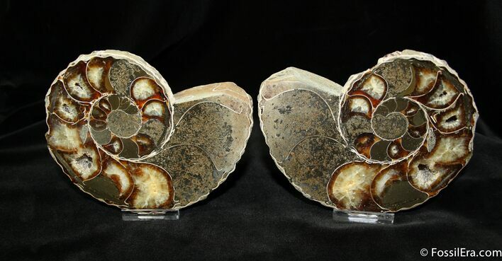 Unusual Anapuzosia Ammonite ( Inches) #1072